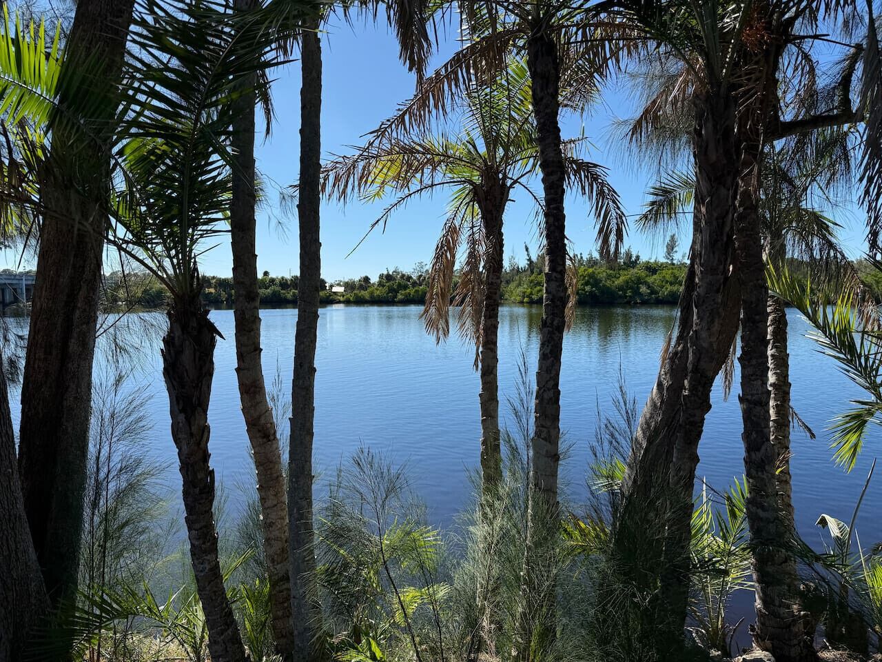 A calm lake surrounded by tall palm trees.