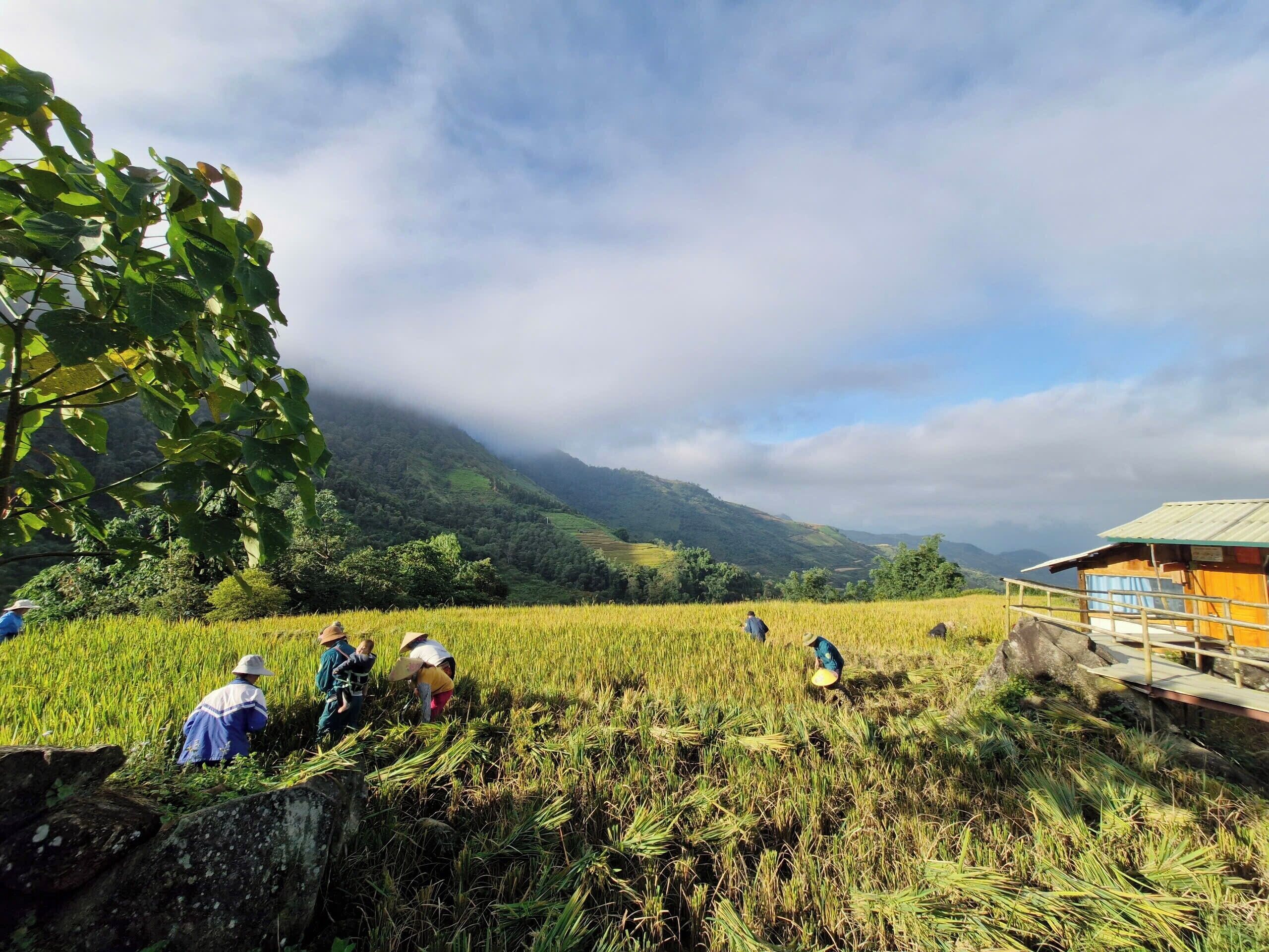 Un paysage rural avec un champ de cultures et une petite construction en bois.