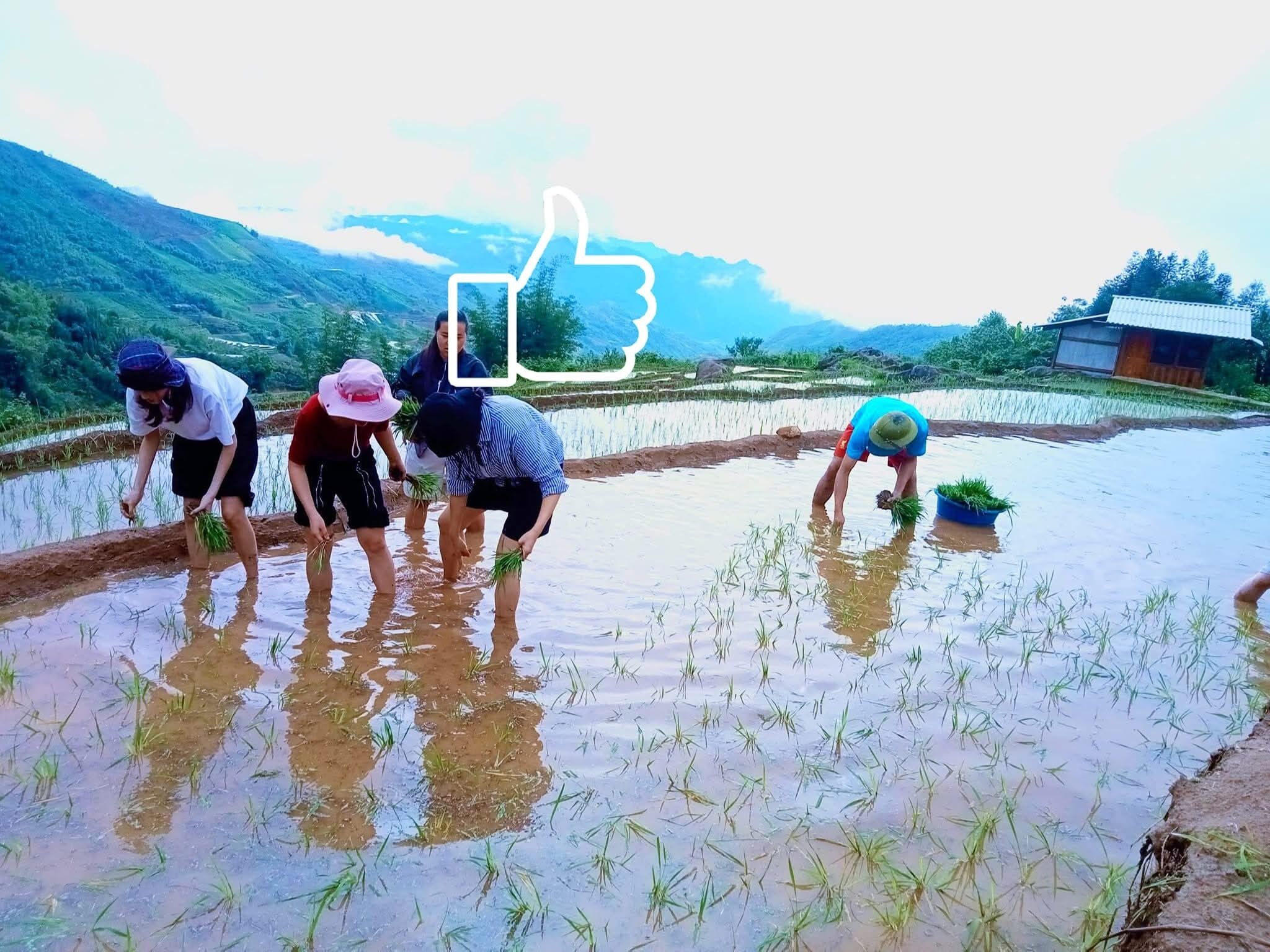 Um grupo de pessoas plantando arroz em um campo alagado, com montanhas ao fundo.