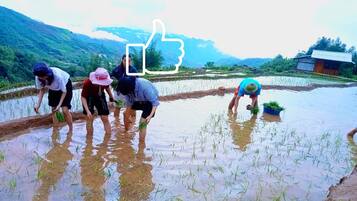Um grupo de pessoas plantando arroz em um campo alagado, com montanhas ao fundo.