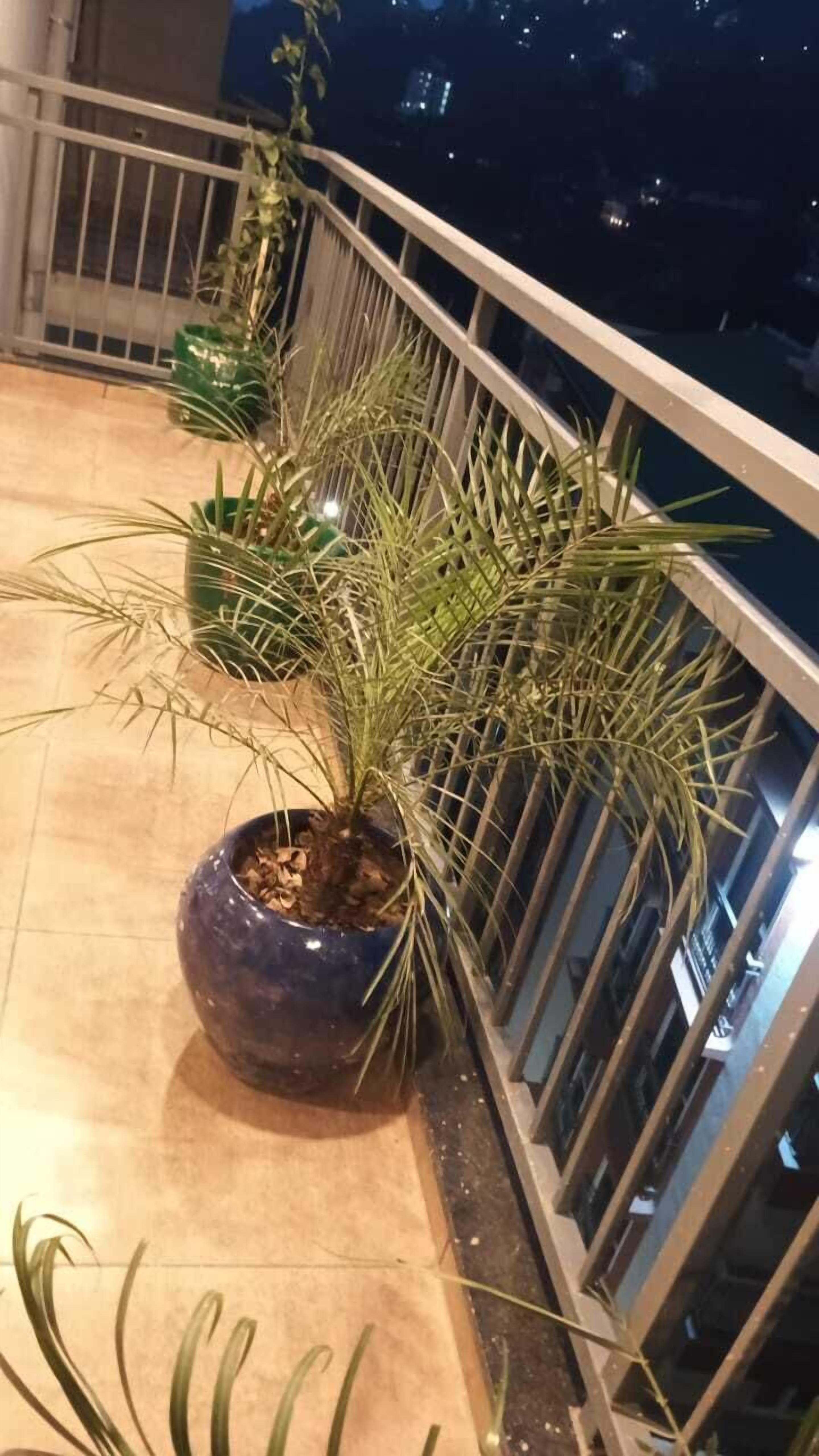 Deluxe-værelse - bjergudsigt | Balkon