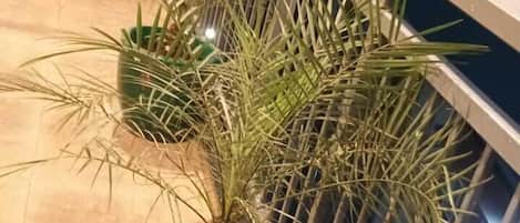 Deluxe Room, Mountain View | Balcony