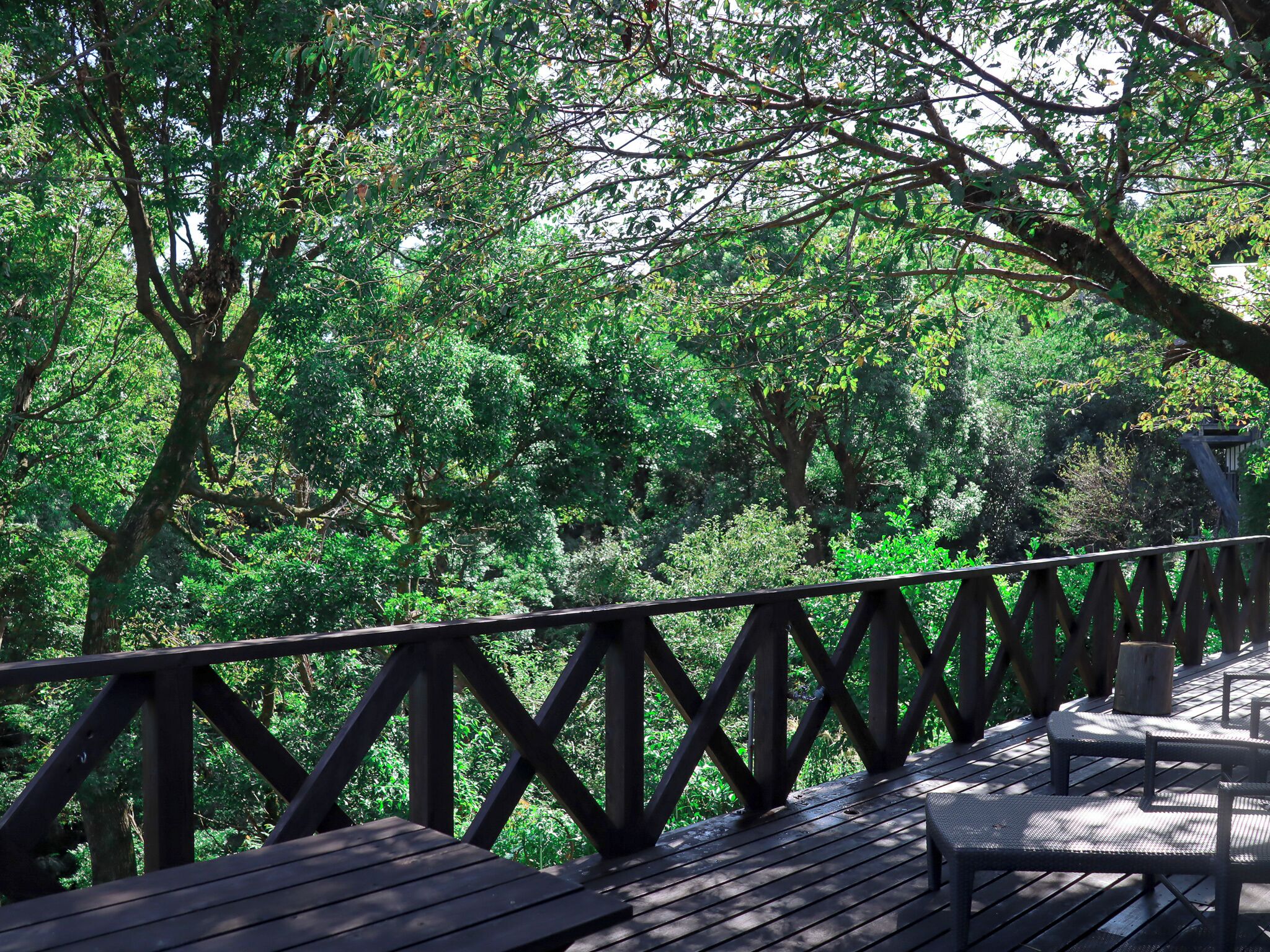 Un ponte di legno con ringhiera, circondato da fitta vegetazione verde.