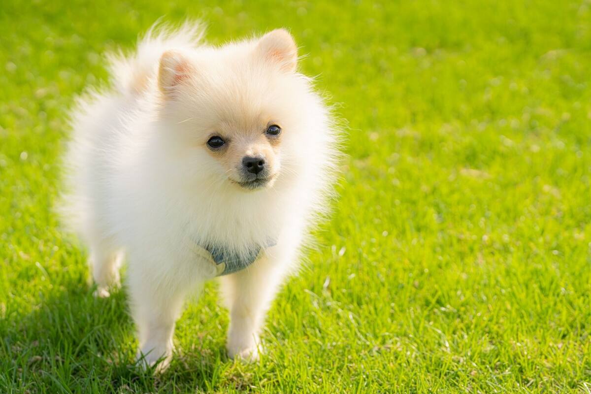 A small, fluffy white dog on a grassy field.