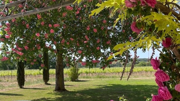 A garden with a pergola covered in pink flowers, a grassy lawn, and a vineyard in the background. - Provencal Escape: Villa with Pool and Pool House in the Heart of the Luberon (La Tour-d'Aigues)