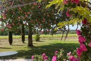 A garden with a pergola covered in pink flowers, a grassy lawn, and a vineyard in the background.