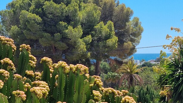 Un jardin de cactus avec un grand arbre en arrière-plan.
