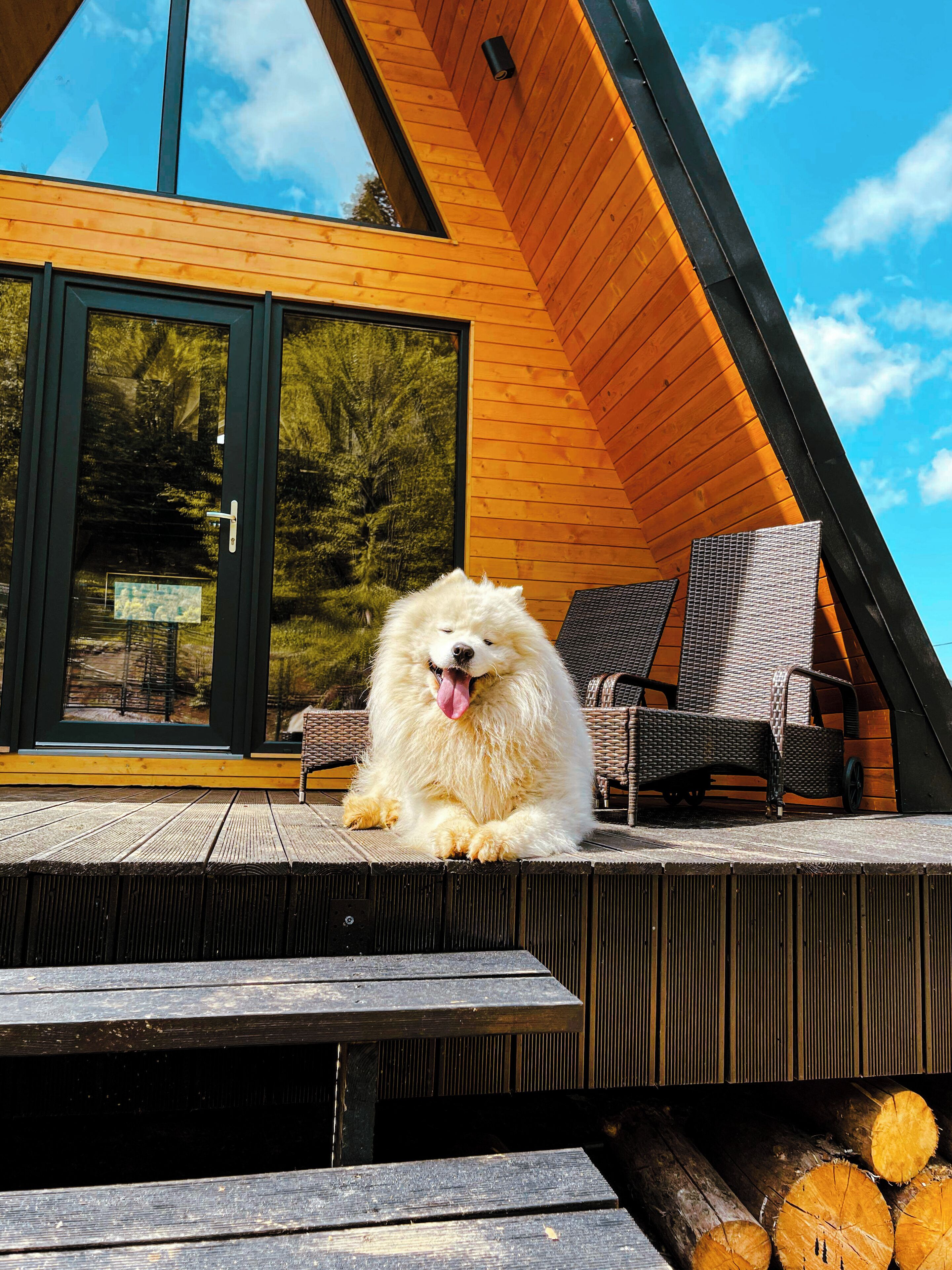 Ein Hund sitzt auf einer Holzterrasse mit Blick auf einen Wald durch eine Glastür.