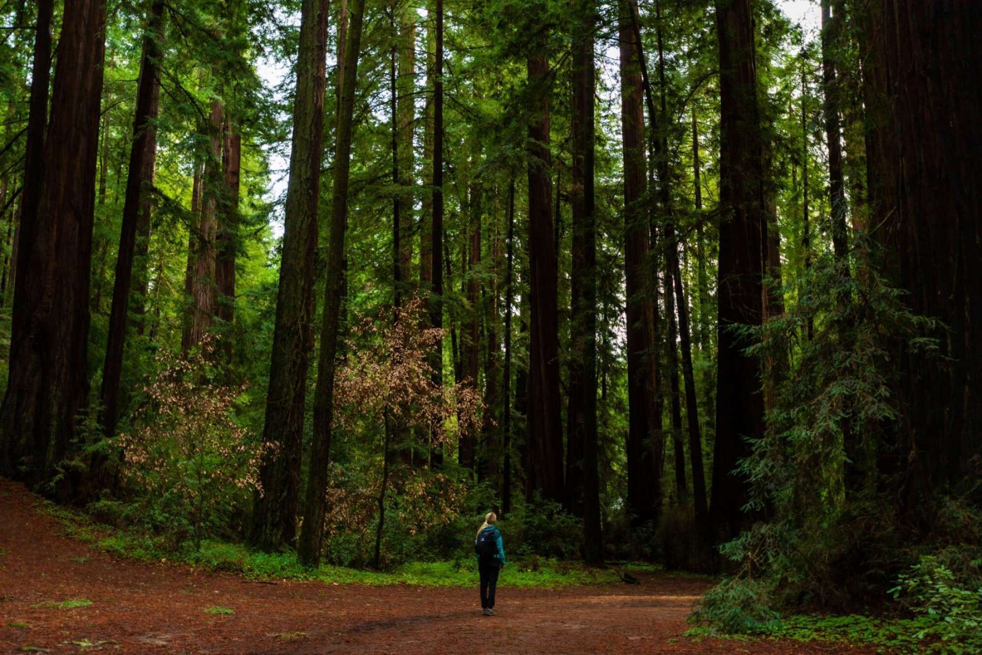 A forest path with tall trees and dense underbrush.