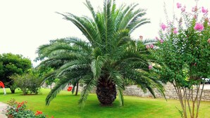A well-maintained garden with a palm tree, flowering plants, and a stone wall. - Apartment Near the Beach With Garden (Umag)