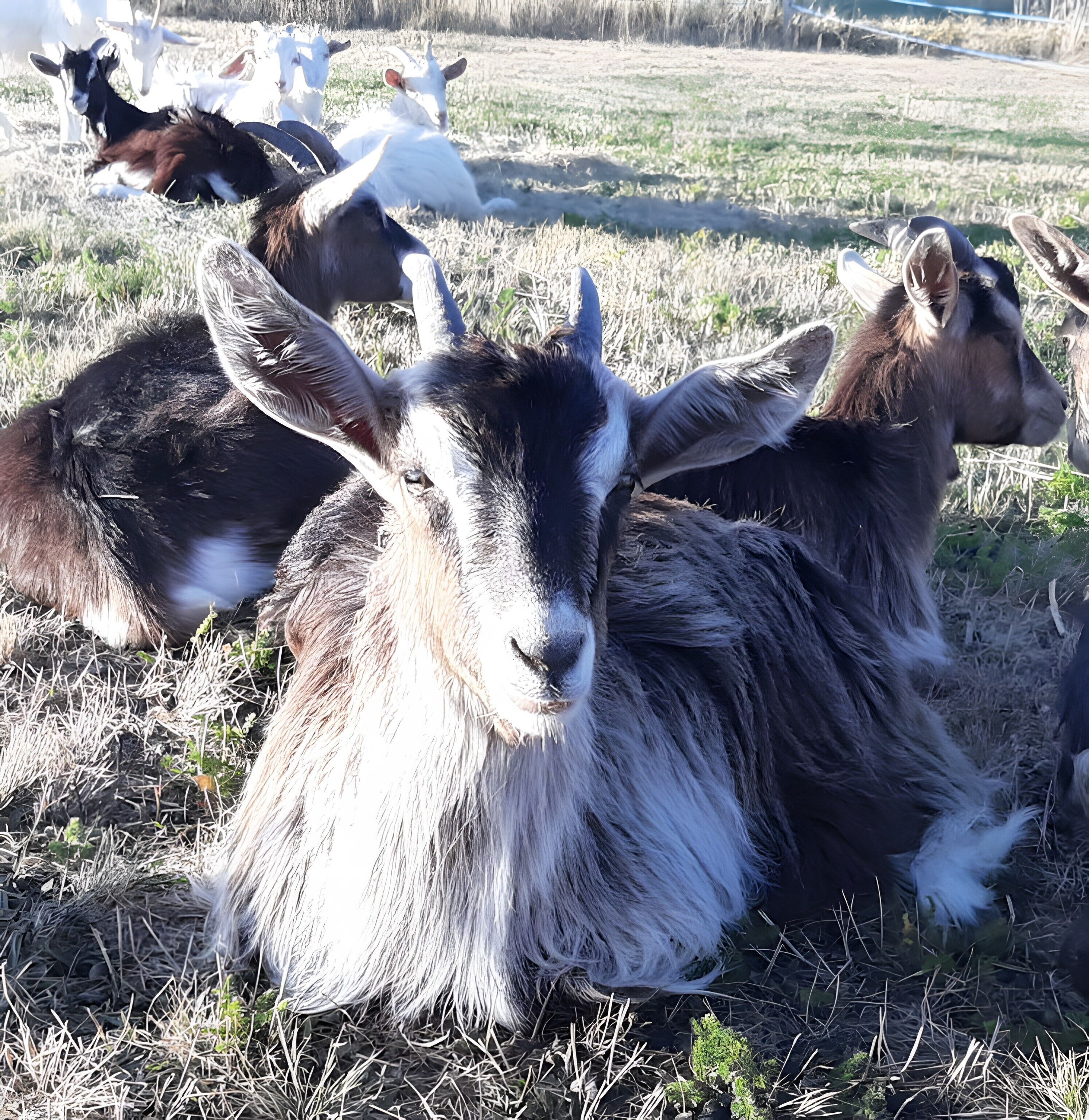 Un groupe de chèvres se repose dans un champ d’herbe.