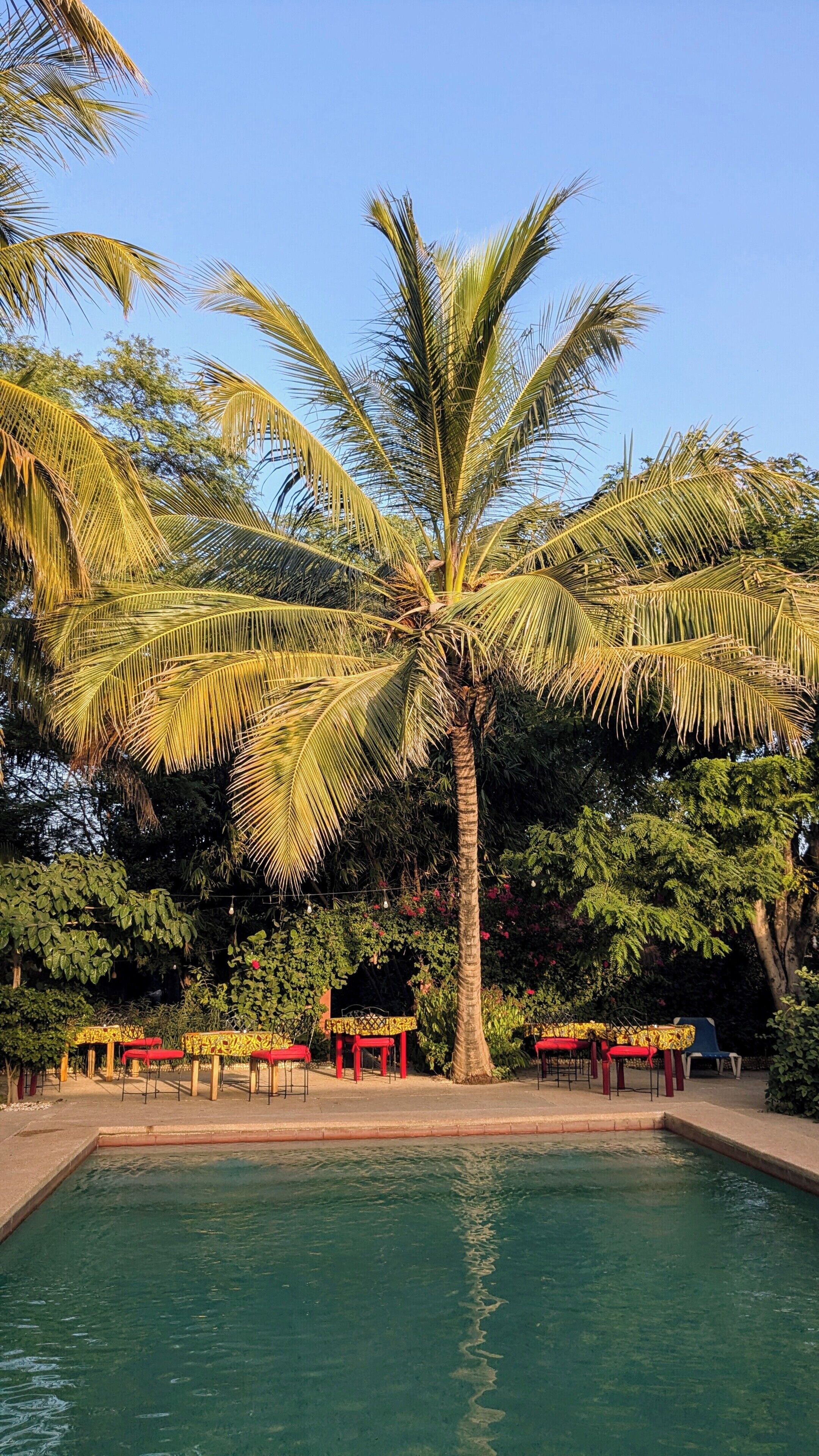 A pool area with a palm tree, outdoor seating, and a clear sky.