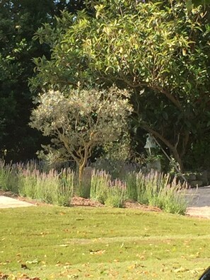 Property grounds - Charming Studio with Shared Garden and Pool (Saint-Rémy-de-Provence)