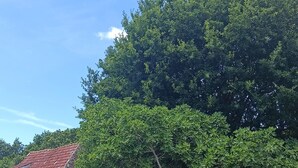 Un jardín con diversas plantas y flores, un edificio de piedra con techo rojo y un gran árbol.