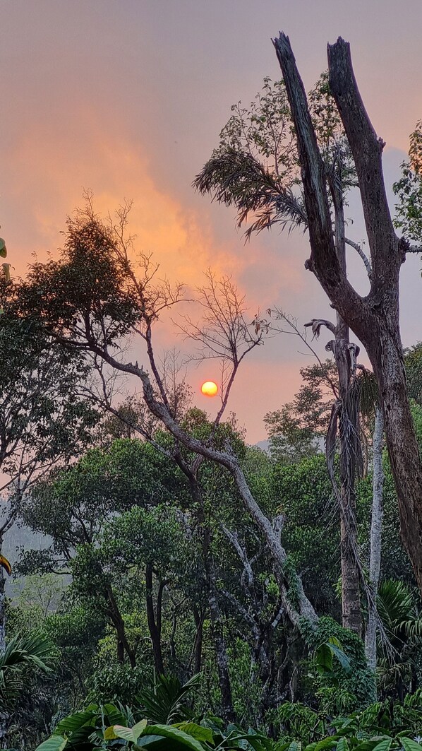 Un coucher de soleil avec un arbre au premier plan et un ciel dégagé.
