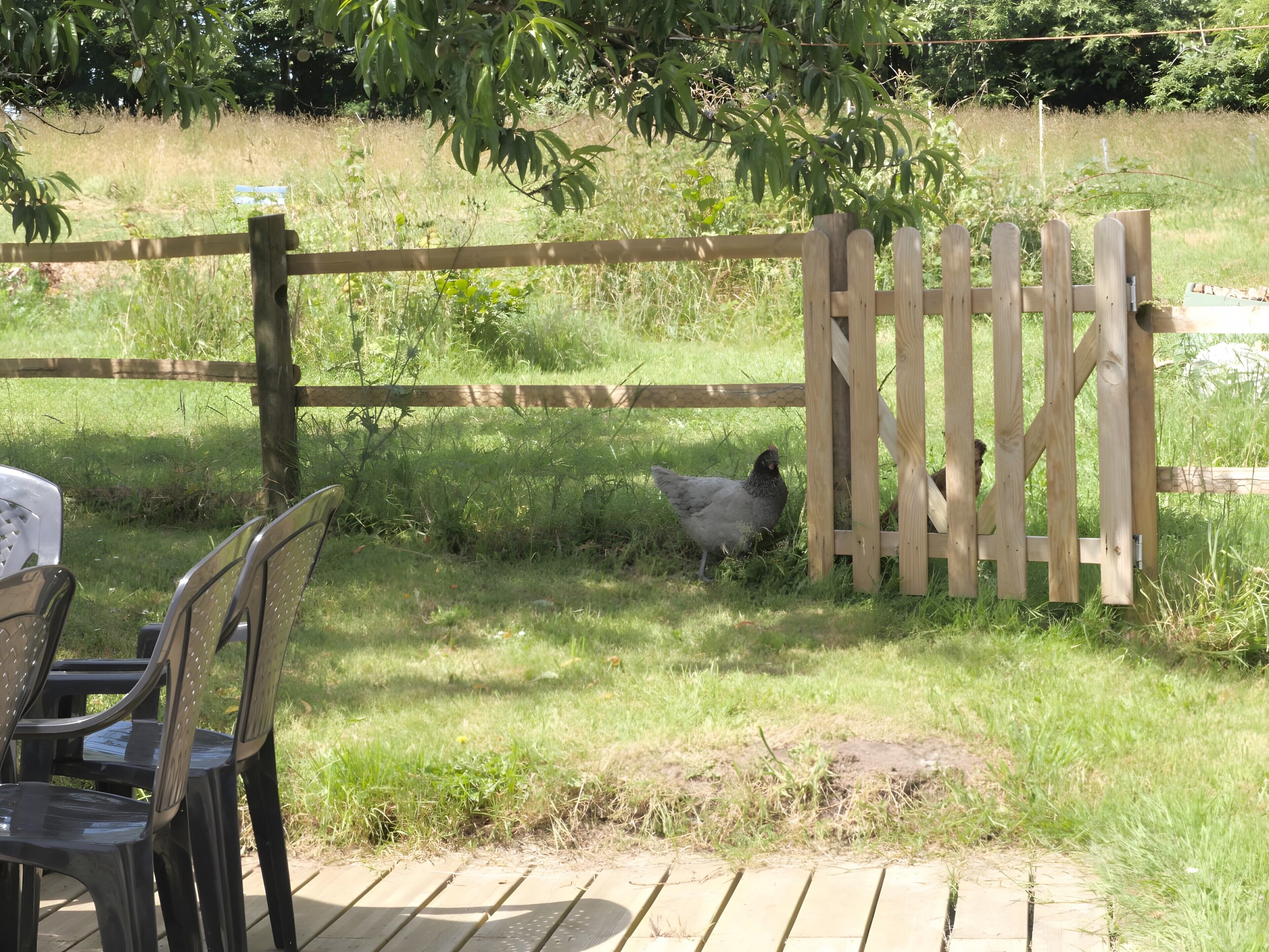 A wooden fence, a chicken, and a grassy area with a chair and table.