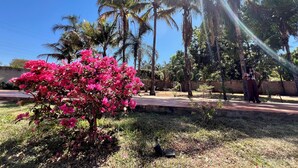 Un jardin avec des palmiers et un arbuste à fleurs roses.