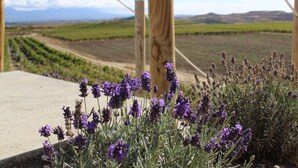 Un campo di lavanda con una recinzione in legno e un sentiero in cemento.