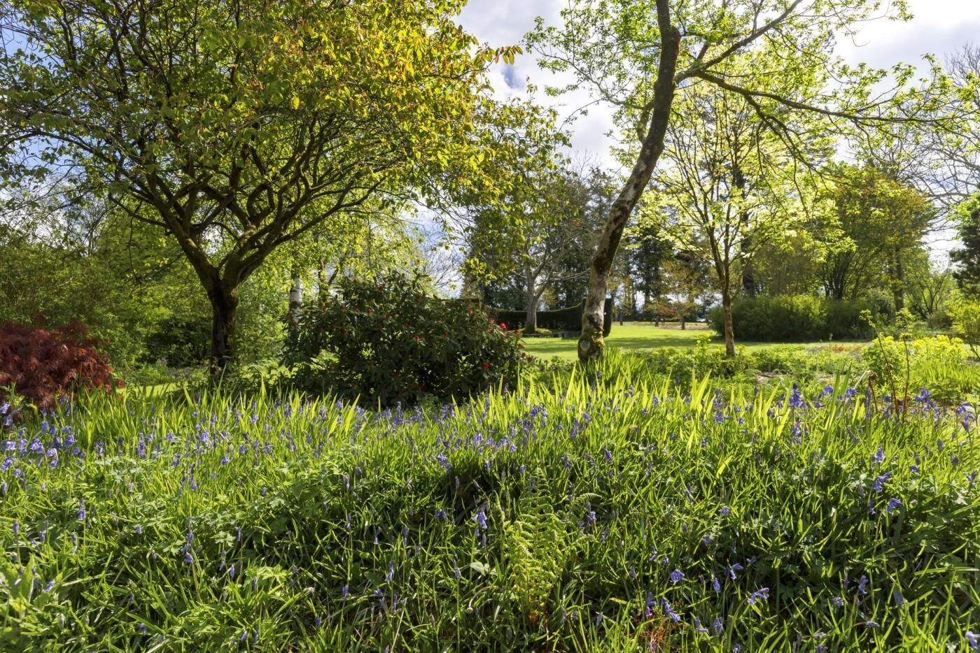 A garden with trees, grass, and purple flowers.