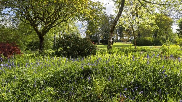 A garden with trees, grass, and purple flowers. - 1 Bed in Drefach (oc-m30848) (Llanwenog)