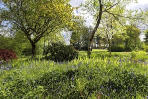 Ein Garten mit Bäumen, Rasen und violetten Blumen.