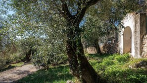 Property grounds - Spartilas Villas (Corfu)