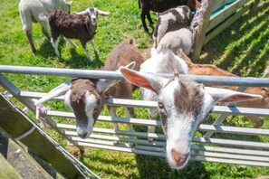 A goat behind a metal fence in a grassy area.