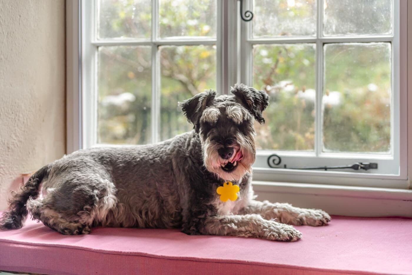 Un perro recostado sobre un cojín rosa junto a una ventana con vistas a árboles.