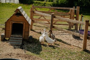 Property grounds - 4 Bed in Shebbear (oc-l33729) (Shebbear)