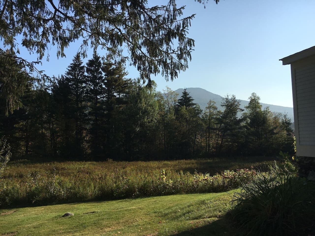 Une zone herbeuse avec des arbres et une montagne en arrière-plan.