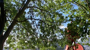 A park with a picnic area, a tree, and a view of a river. - 2BR Docks View Flat With Free Parking Terrace Fast WiFi TV BBQ PrivateGarden (London)