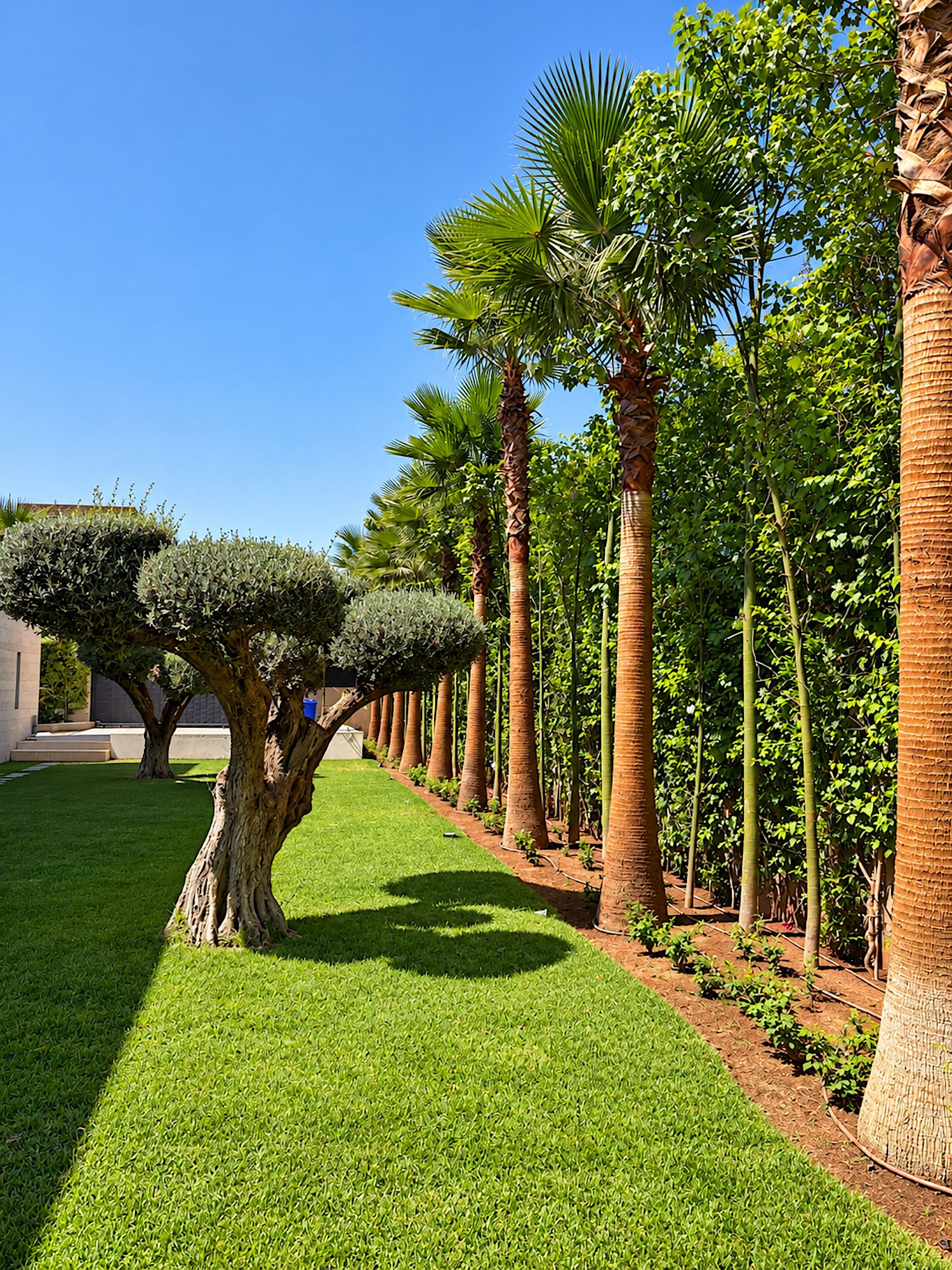 Un jardin bien entretenu, agrémenté de divers arbres, notamment des palmiers et un arbre taillé de manière originale.