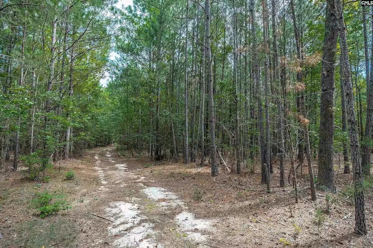 A forested area with a dirt path.