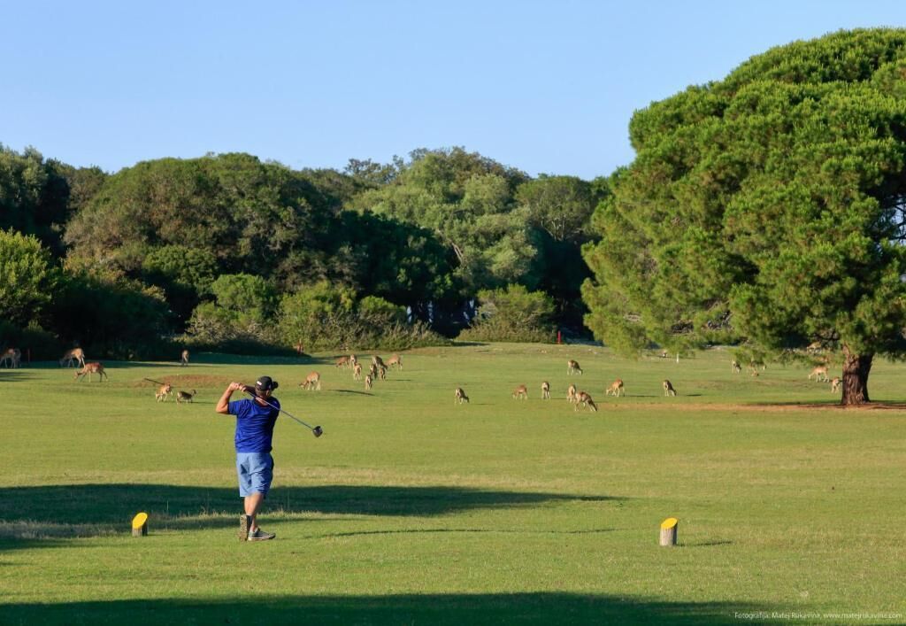 A golf course with a person preparing to hit a ball, surrounded by trees and wildlife.