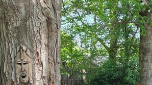 Un hamac suspendu entre deux arbres dans une zone boisée.