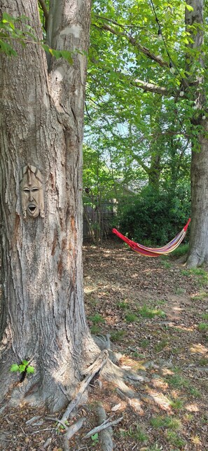 A hammock tied between trees in a wooded area.