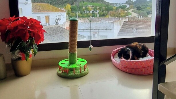 Ein Fenster mit Blick auf eine hügelige Landschaft, Katzenbett, Kratzbaum und ein Blumentopf.