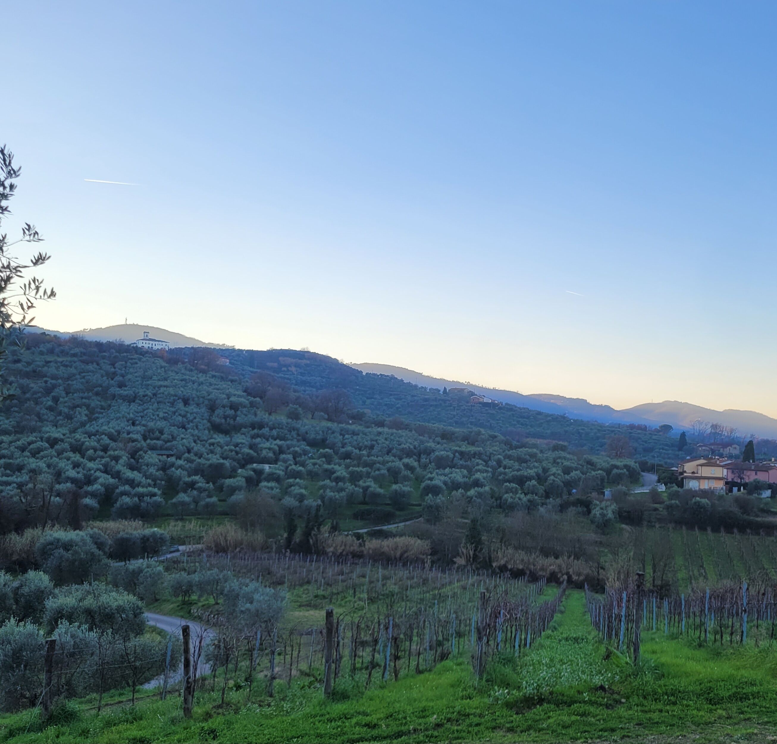 A vineyard with rows of grapevines and a road leading through the landscape.