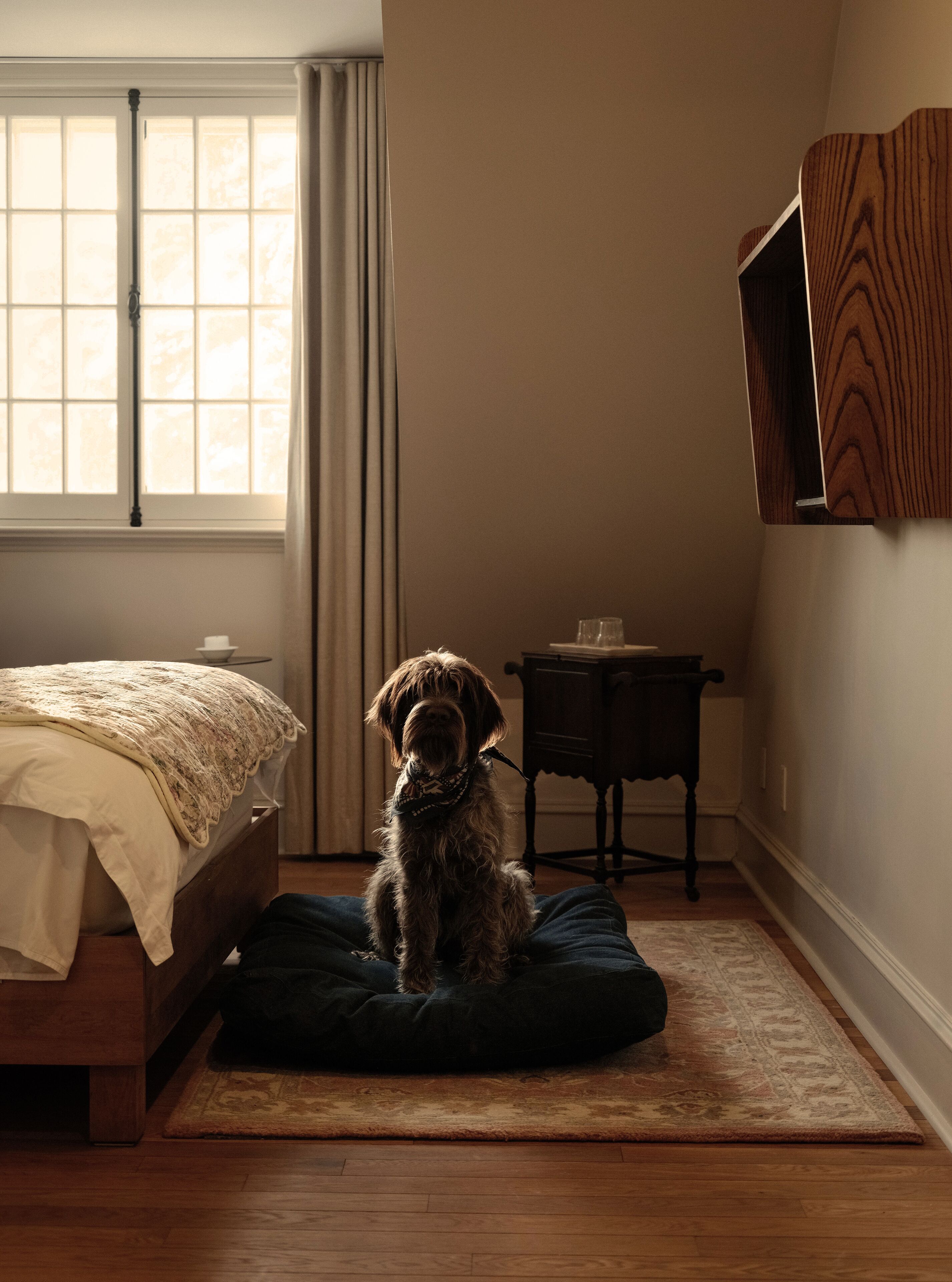 Un perro sentado sobre una alfombra en una habitación con una cama, una mesita y un ventanal con cortinas.