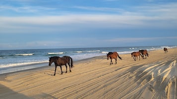 Liegestühle, Strandtücher