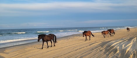 Chaises longues, serviettes de plage