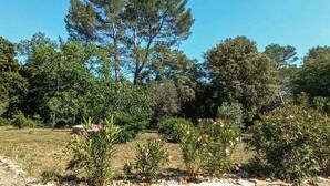 Un jardin où l’on trouve différentes plantes et arbres, dont un grand pin qui se distingue.