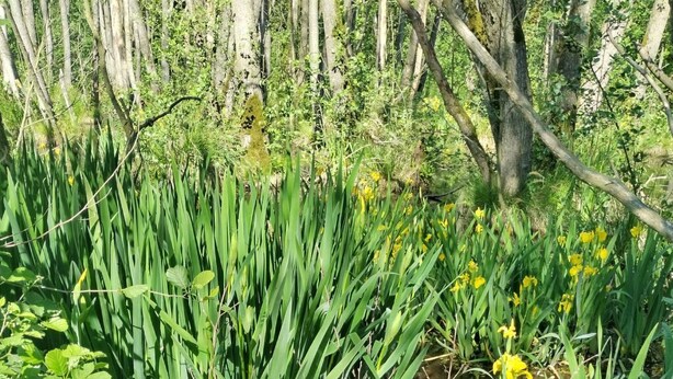 Un paysage naturel avec un ruisseau, une végétation verdoyante et des fleurs jaunes.