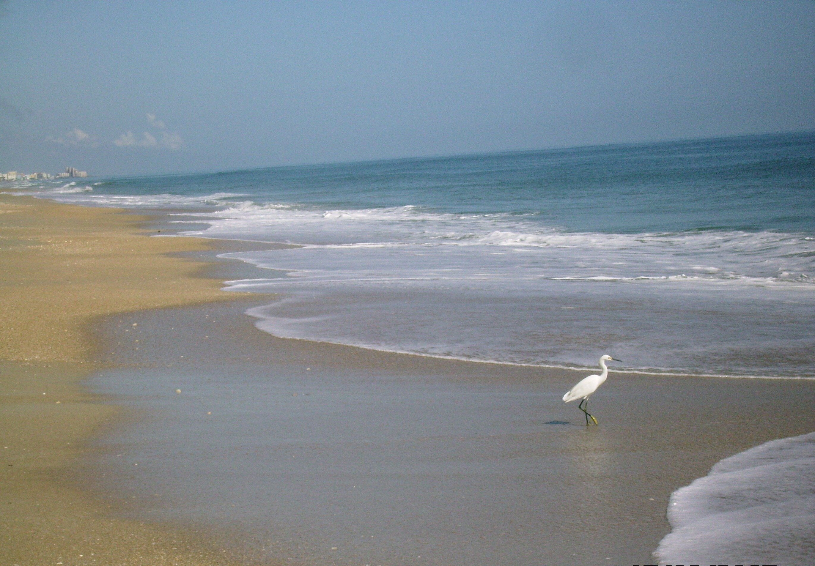 A beach with a single white bird walking along the shore.