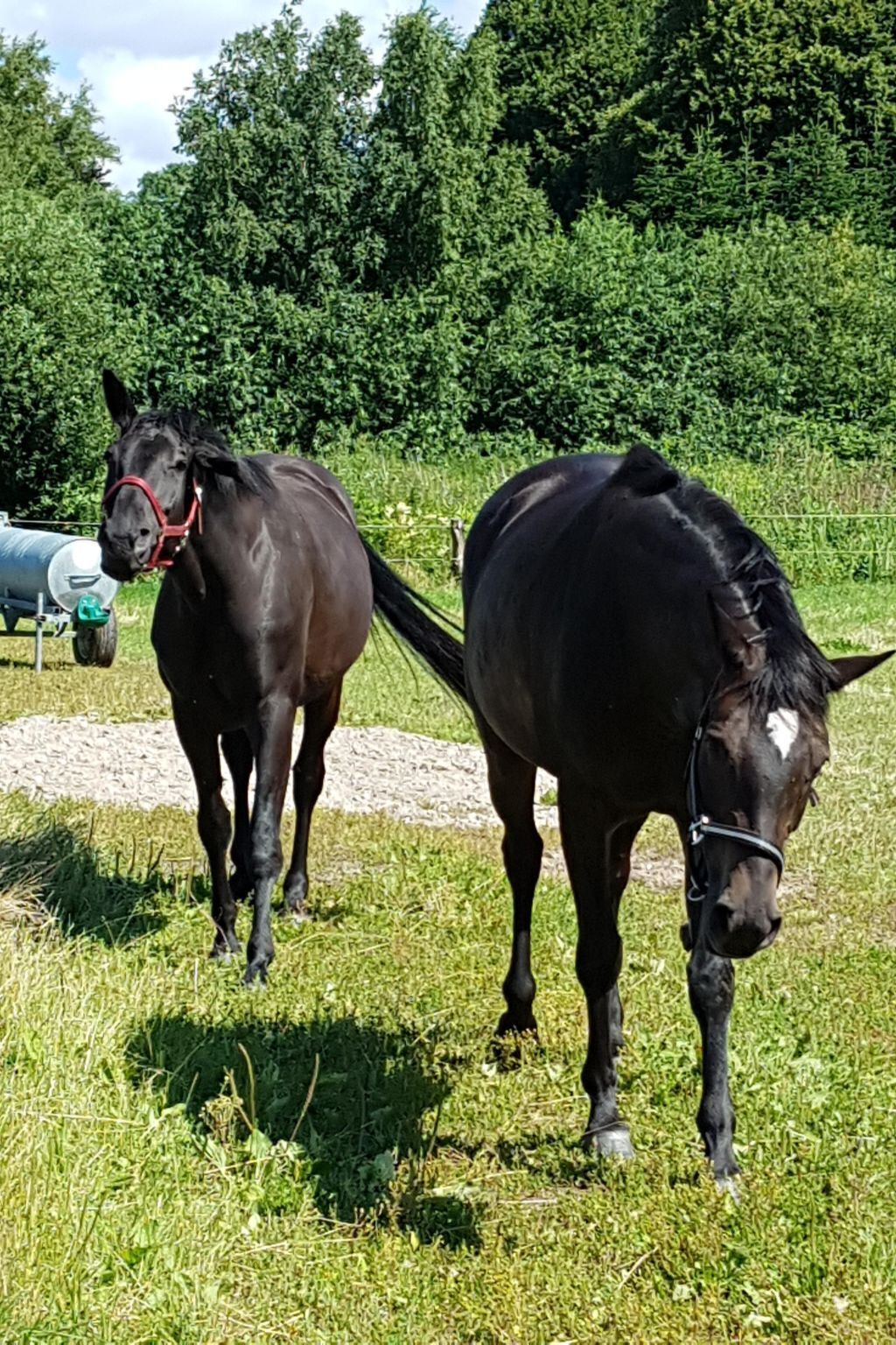 Two horses in a grassy field with a gravel path and trees in the background.