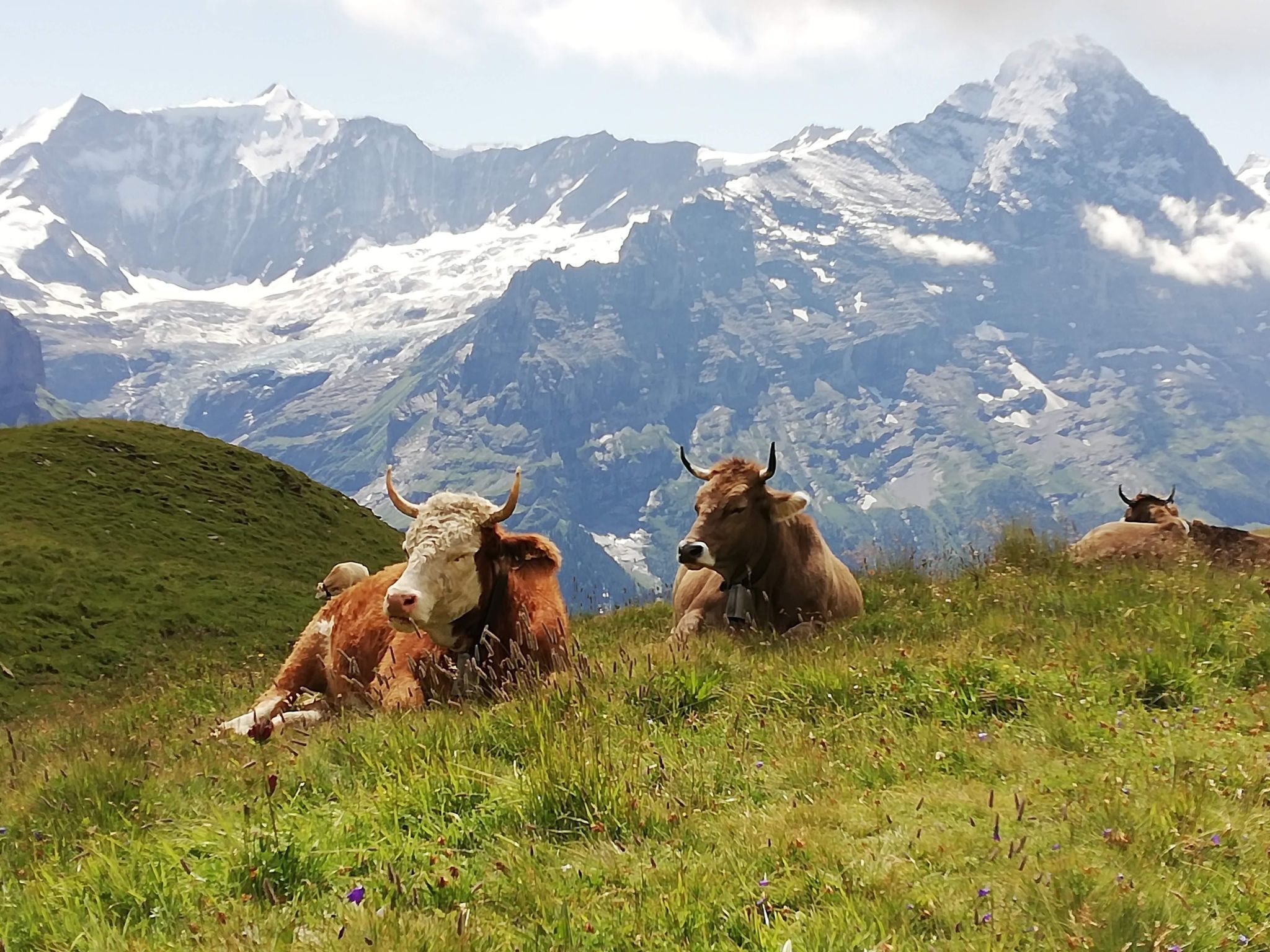 A mountainous landscape with three cows resting on a grassy slope.