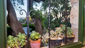 Una ventana que muestra suculentas en macetas y un gran árbol.