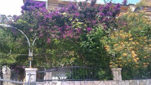 Eine Steinmauer mit einem Metallgitter, eine Straßenlaterne und ein Gebäude mit blühenden violetten Bäumen.