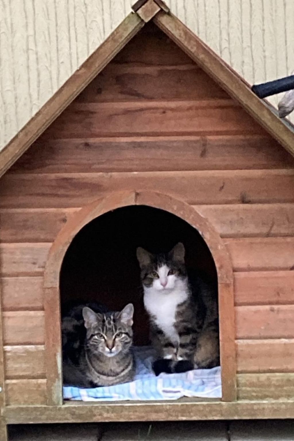 A wooden cat house with an arched entrance.