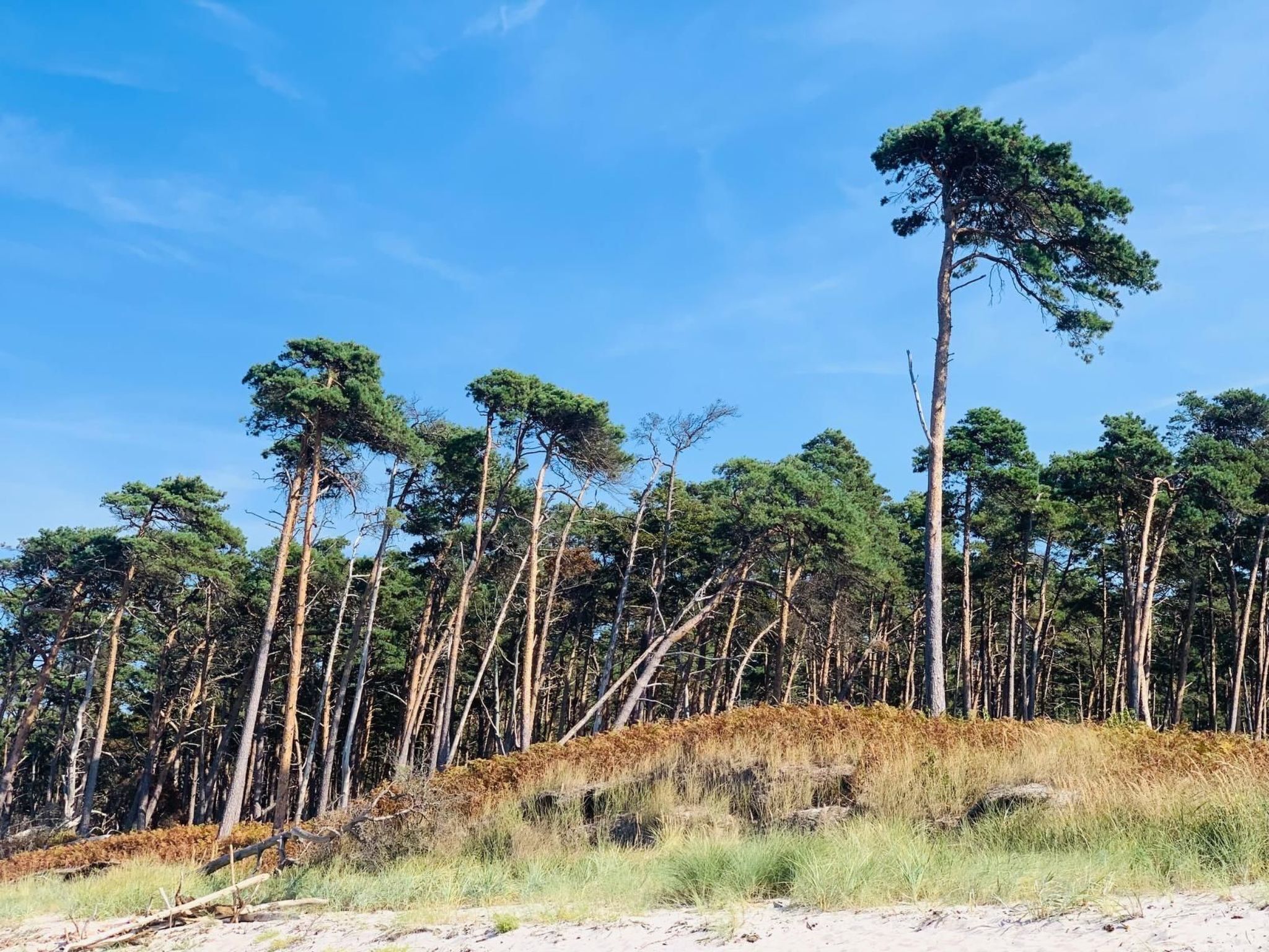 A dense forest of tall pine trees with a clear blue sky.